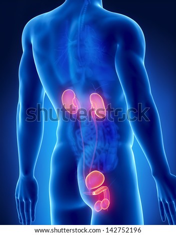 Urogenital Male Anatomy Posterior X-Ray View Stock Photo 142752196