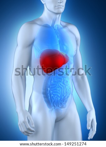 Male liver anatomy anterior view