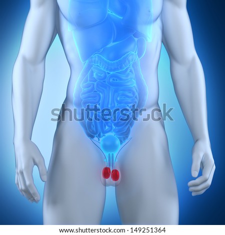 Male testes anatomy