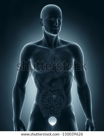 Man bladder frontal anatomy