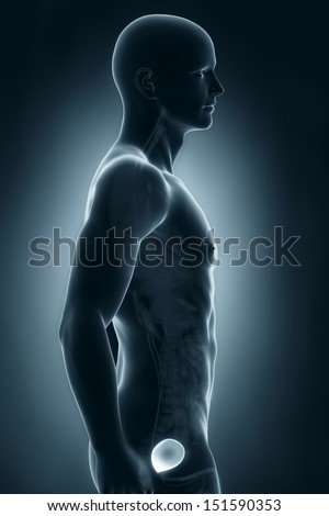 Man bladder lateral anatomy