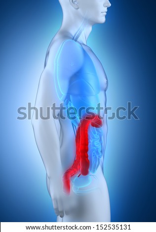 Man colon anatomy lateral view