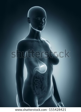 Woman stomach anatomy