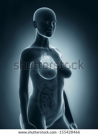 Woman heart anatomy