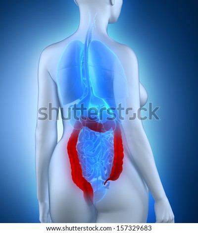 Woman colon anatomy white posterior view