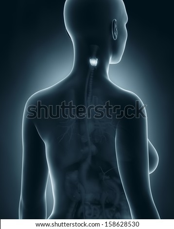 Woman larynx anatomy x-ray black posterior view