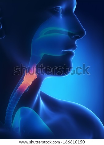 Larynx x-ray anatomy blue