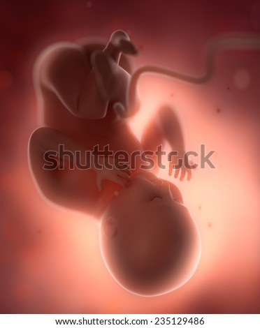 Fetus baby in pregnant  woman belly concept