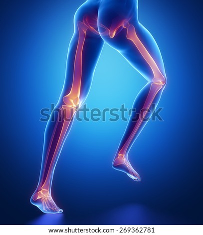 Focused on leg bones anatomy