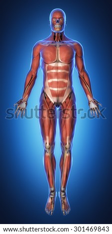 Muscular system anatomy anterior view