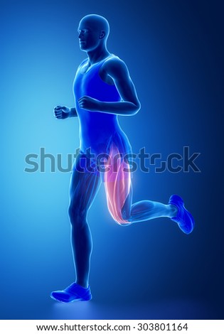 Thigh muscles - human muscle anatomy