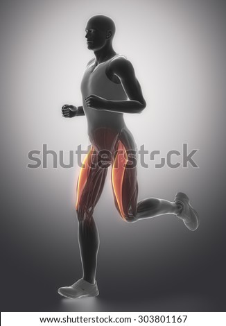 Rectus femoris - human muscle anatomy