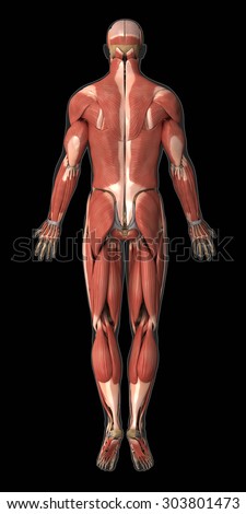 Muscular system anatomy posterior view