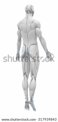 Muscles Anatomy Map Ready For Muscle Layer From My Library Stock Photo