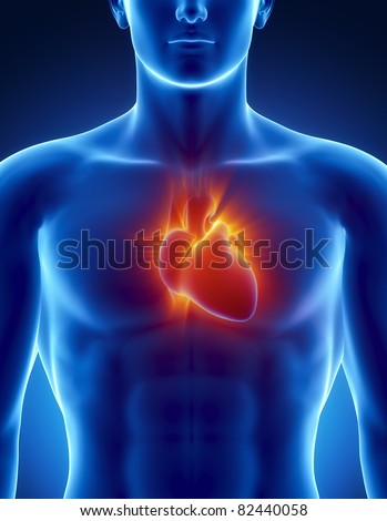 Male Anatomy Of Human Organs In X-Ray View Stock Photo 82440058 ...
