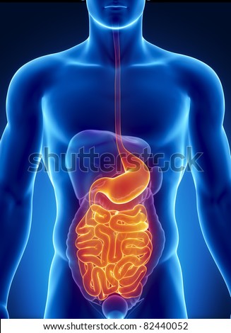 Male Anatomy Of Human Organs In X-Ray View Stock Photo 82440052 ...