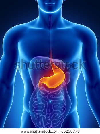 Male Stomach Anatomy Of Human Organs In X-Ray View Stock Photo 85250773 ...