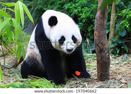 Panda Bear eating carrot snack