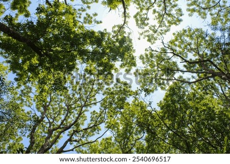 Similar – Image, Stock Photo autumn meeting Plant Sky