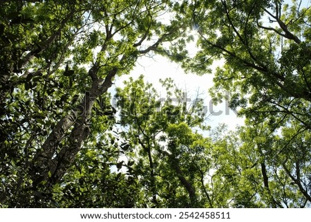 Similar – Image, Stock Photo autumn meeting Plant Sky