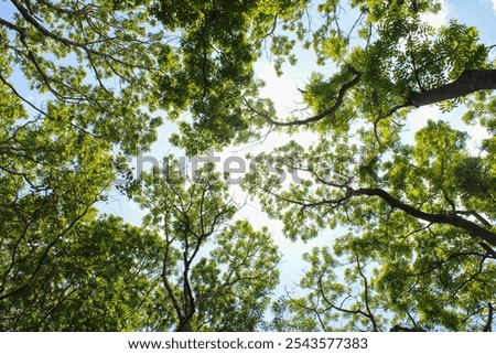 Similar – Image, Stock Photo Blick von unten auf das Gesicht von einen Grashüpfer mit ausgestreckten Beinen und langen Fühlern.