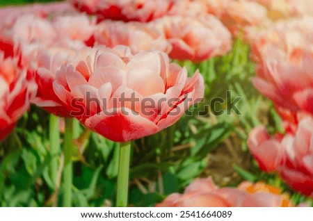 Similar – Image, Stock Photo Peach Tulip Petal Flower