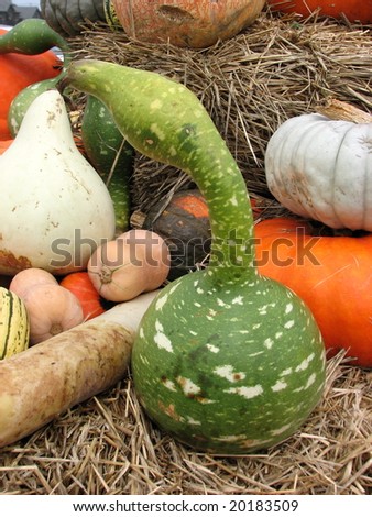 Gourds at a farm stand on Long Island, New York