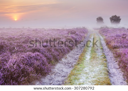 Path through blooming heather on a foggy morning at sunrise. Photographed near Hilversum in The Netherlands.