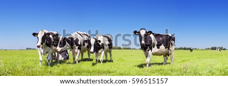 Similar – Image, Stock Photo Scenic view of grazing animals on pasture in summer