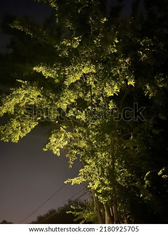 Image, Stock Photo lit tree at night in autumn