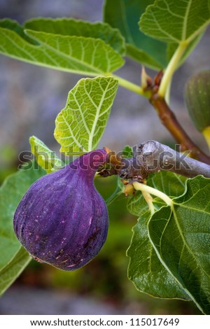 Ripe Purple Fig Hanging From A Tree. Closeup Detail Of Texture And ...