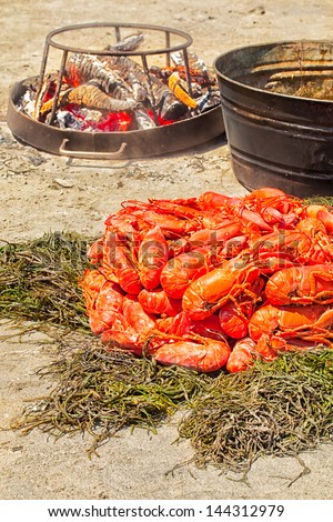Lobster bake on a beach in Maine, with dozens of fresh whole steamed lobsters piled on a bed of seaweed. Vertical orientation.