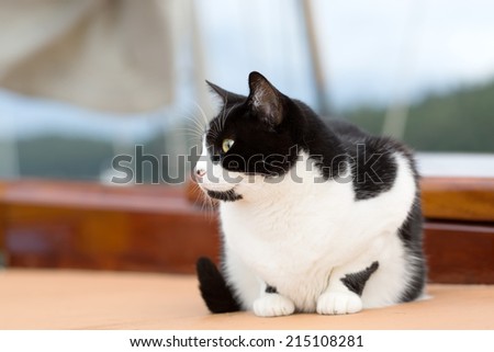 Cat on a sailboat. Black and white, curled up on deck. Selective focus close up on the cat with background blur of the sail and rigging.