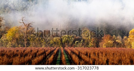 California wine country vineyard landscape in winter with fog drifting over the rows of grape vines. Location: Sonoma County wine region