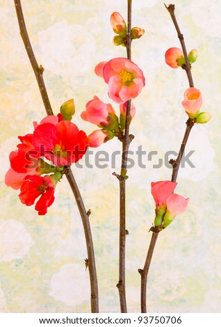 Red and pink flowers of Quince branches in Spring. Background of pale vintage wallpaper.