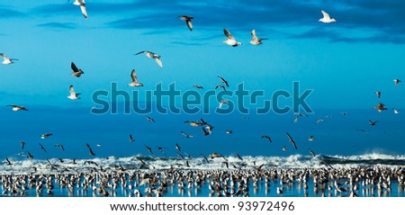 Flock of excited seagulls swooping and gathering by the ocean waves - the birds are brightly lit against a deep blue sky