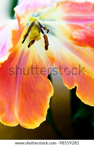 French tulip closeup - shades of orange, pink and yellow parrot variety