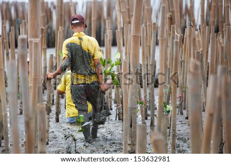 Young volunteer planting  mangroves tree in reforestation activity