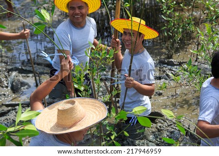 Samutsakorn Thailand, 16 September: Volunteers join together and plant young tree in deep mud in mangrove reforestation project on September 16, 2014 in Samutsakorn Thailand.