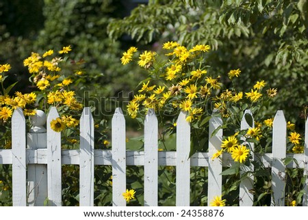 White picket fence with yellow flowers.