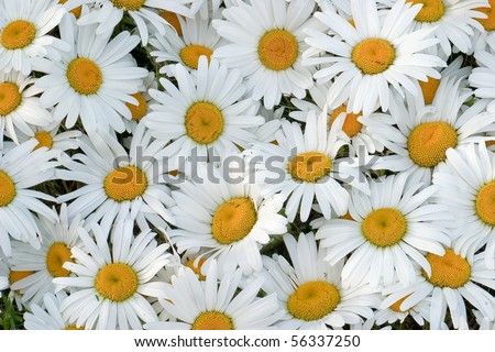 Many daisies closeup, side lighting to show the delicate texture of flowers