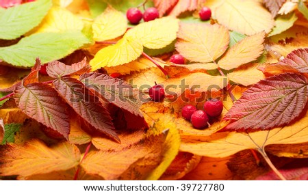 Similar – Image, Stock Photo Provisionally Autumn