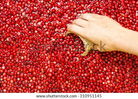 Woman picking berries in a wicker box.