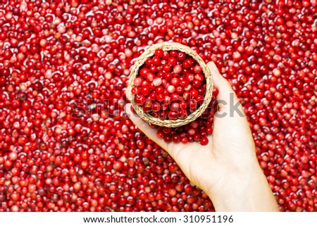 Woman picking berries in a wicker box.