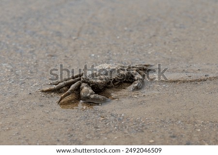 Similar – Image, Stock Photo wet sandy shore on sunny day in beach