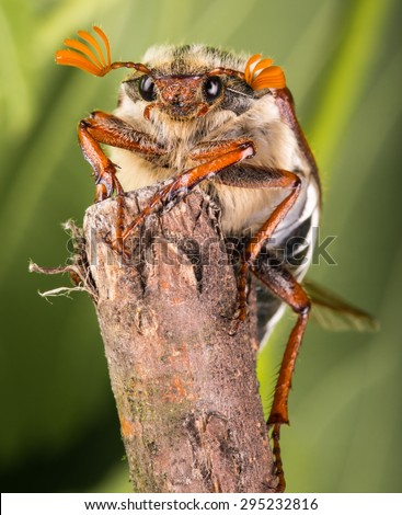 Portrait of the May beetle