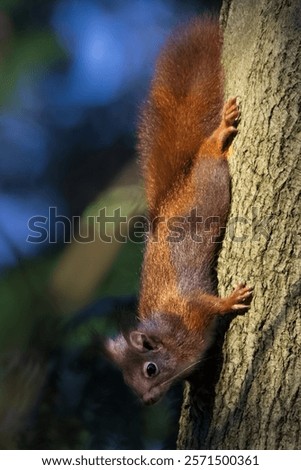 Similar – Image, Stock Photo Squirrels upside down on a tree trunk