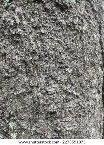 Kulit pohon tua ini mengelupas sehingga terlihat tampak bagus sekali untuk hiasan maopun pajangan di rumah Stock fotó © 