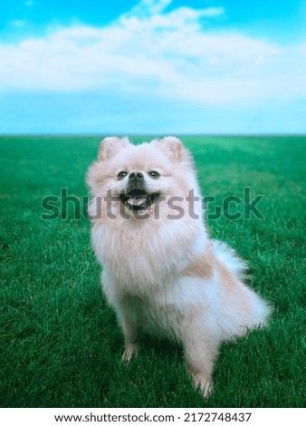 Pameranian Spitz on the grass, Pameranian Spitz smiling, dog in nature, sky, fluffy dog, dog sitting, cute dog, light orange Spitz. Stock foto © 