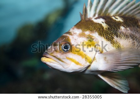 Close up Sea fish\'s face in a aquarium